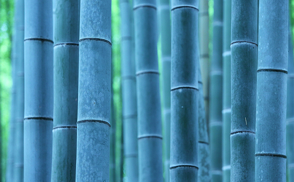 bamboo
